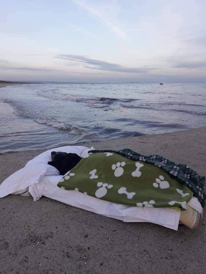 Llevó a su perrita a ver el mar antes de que muriera 1 Llevó a su perrita a ver el mar antes de que muriera Un hombre Llevó a su perrita a ver el mar por última vez antes de que ella muriera y las redes sociales estallaron de tristeza por el conmovedor hecho.