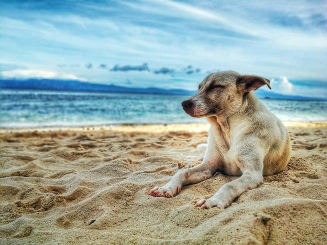 Llevó a su perrita a ver el mar antes de que muriera Un hombre Llevó a su perrita a ver el mar por última vez antes de que ella muriera y las redes sociales estallaron de tristeza por el conmovedor hecho.
