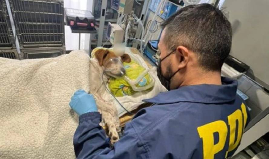 Perrito que fue apuñalado en la cabeza durante riña se recupera milagrosamente 1 Perrito que fue apuñalado en la cabeza durante riña se recupera milagrosamente Baby, un perrito que fue violentamente apuñalado en su cabeza en medio de una pelea entre dos vecinos, ha tenido una rápida y milagrosa recuperación luego de estar al borde de la muerte.