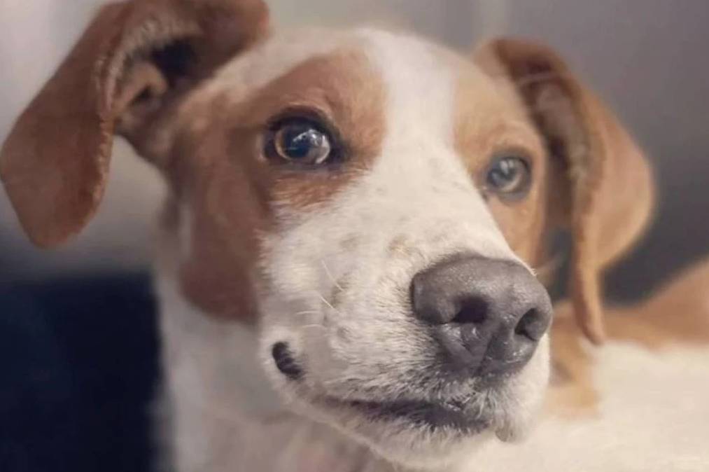 Perrito que fue apuñalado en la cabeza durante riña se recupera milagrosamente Baby, un perrito que fue violentamente apuñalado en su cabeza en medio de una pelea entre dos vecinos, ha tenido una rápida y milagrosa recuperación luego de estar al borde de la muerte.