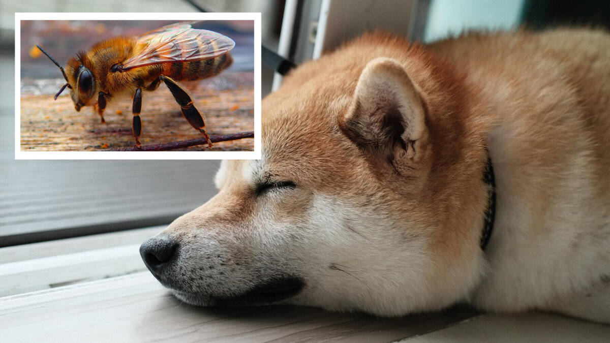 Tres perros murieron en el norte de Bogotá por el ataque de abejas Un grupo de perros que eran paseados por el norte de la capital, fueron atacados por un enjambre de abejas que se encontraban en un árbol caído en el sector de Chapinero. Tras el ataque, lastimosamente tres de los animales fallecieron.