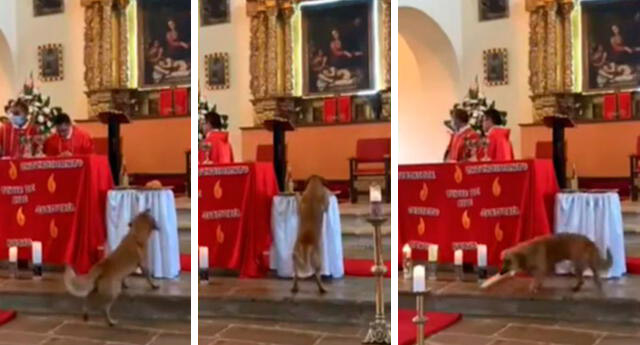 El gracioso video en el que 'Firulais' se roba un pan en plena misa 1 El gracioso video en el que 'Firulais' se roba un pan en plena misa Esta vez las miradas se las llevó un perrito de la calle, quien ante el hambre decidió entrar a una iglesia y robarse un pan.