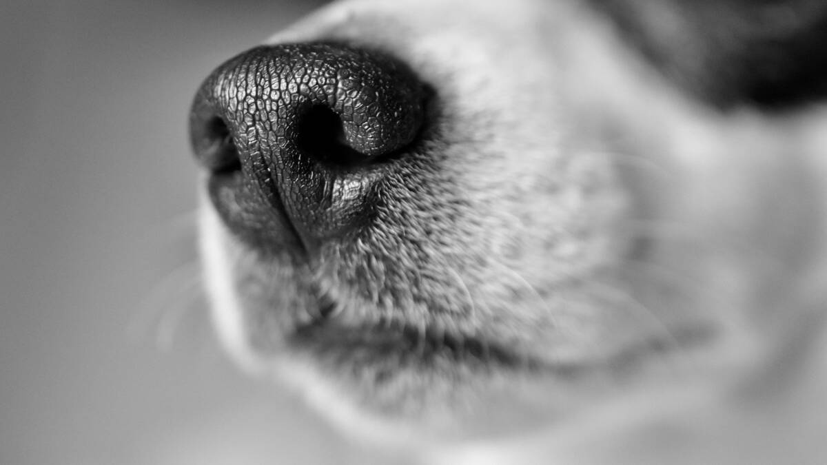 ¡Infame! Denuncian que perrita fue abusada sexualmente en Ciudad Bolívar Habitantes en Ciudad Bolívar denunciaron este sábado que al parecer una perrita había sido abusada sexualmente en el barrio El Paraíso. Según los habitantes de este sector cuando encontraron a la canina, tenía signos de violencia y abuso sexual.