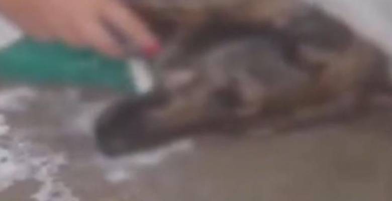 ¡Infame! Denuncian que perrita fue abusada sexualmente en Ciudad Bolívar 1 ¡Infame! Denuncian que perrita fue abusada sexualmente en Ciudad Bolívar Habitantes en Ciudad Bolívar denunciaron este sábado que al parecer una perrita había sido abusada sexualmente en el barrio El Paraíso. Según los habitantes de este sector cuando encontraron a la canina, tenía signos de violencia y abuso sexual.