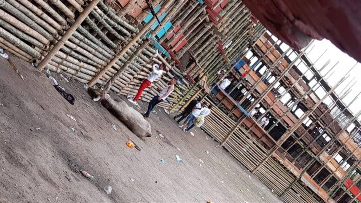 EN VIDEO: Tras la tragedia por el desplome de los palcos, siguieron atacando al toro 5 EN VIDEO: Tras la tragedia por el desplome de los palcos, siguieron atacando al toro Son varios los videos que se han difundido en las redes sociales que dan cuenta de los momentos de pánico que vivieron los asistentes a la plaza de toros. Sin embargo, hay uno que también está generando gran indignación entre los usuarios de las redes sociales.