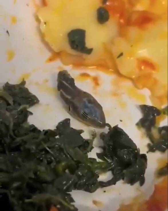 EN VIDEO: Hallan cabeza de serpiente en la comida de un vuelo Desde hace varios años la comida que se sirve en los aviones ha adquirido mala fama, ya sea por su mala preparación o platos poco agradables al gusto. Desafortunadamente, este supuesto mito hoy cruzó otro límite, pues un pasajero se encontró en su plato la cabeza de una serpiente.