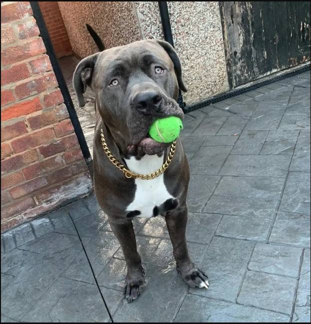 Mujer murió tras ser atacada por su perro Hay consternación en Inglaterra luego del brutal ataque del que fue víctima una mujer por parte de su perro y que terminó arrebatándole la vida.