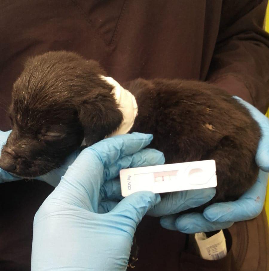 ¡Alerta! Crece el contagio de enfermedad canina en Bogotá 1 ¡Alerta! Crece el contagio de enfermedad canina en Bogotá Se trata de una enfermedad llamada Distemper, la cual tienen un rápido contagio en los perros de la capital.