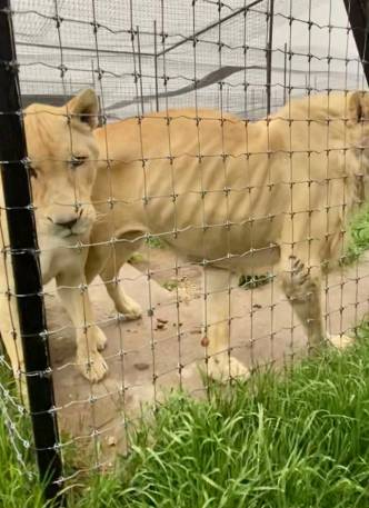 Leones se estarían canibalizando por hambre 1 Leones se estarían canibalizando por hambre La fundación 'Black Jagua White Tiger' de la Ciudad de México, creada en el 2013 y manejada por Eduardo Serio, fue denunciada por maltrato animal. A través de redes sociales fueron difundidas fotos y videos de leones sin cola, con llagas y a punto de desnutrición severa.