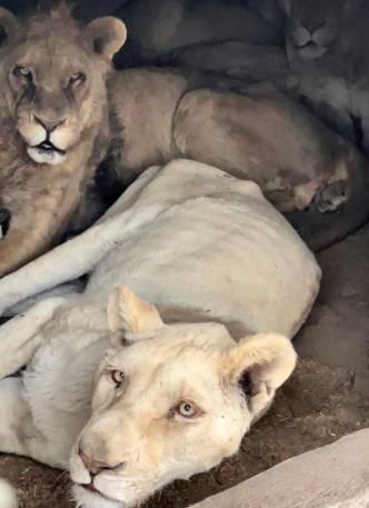Leones se estarían canibalizando por hambre 2 Leones se estarían canibalizando por hambre La fundación 'Black Jagua White Tiger' de la Ciudad de México, creada en el 2013 y manejada por Eduardo Serio, fue denunciada por maltrato animal. A través de redes sociales fueron difundidas fotos y videos de leones sin cola, con llagas y a punto de desnutrición severa.