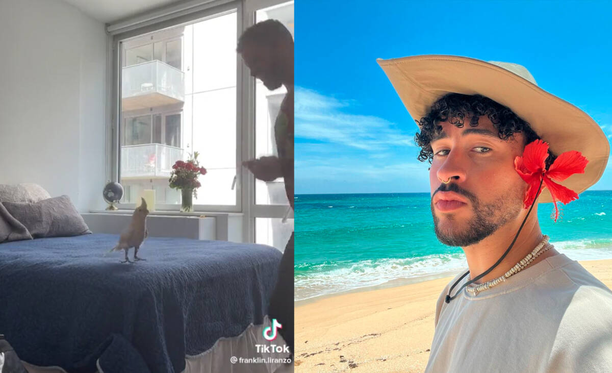 "Mucho flow": cacatúa se hace viral al bailar canción de Bad Bunny  En la red social de TikTok se volvió viral una cacatúa que apareció bailando con mucha energía la canción 'Tití me preguntó', del cantante Bad Bunny.