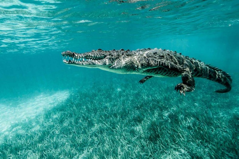 EN VIDEO: En el mar de San Andrés fue visto un enorme cocodrilo En video quedó registrado el avistamiento de un cocodrilo en el archipiélago de San Andrés.