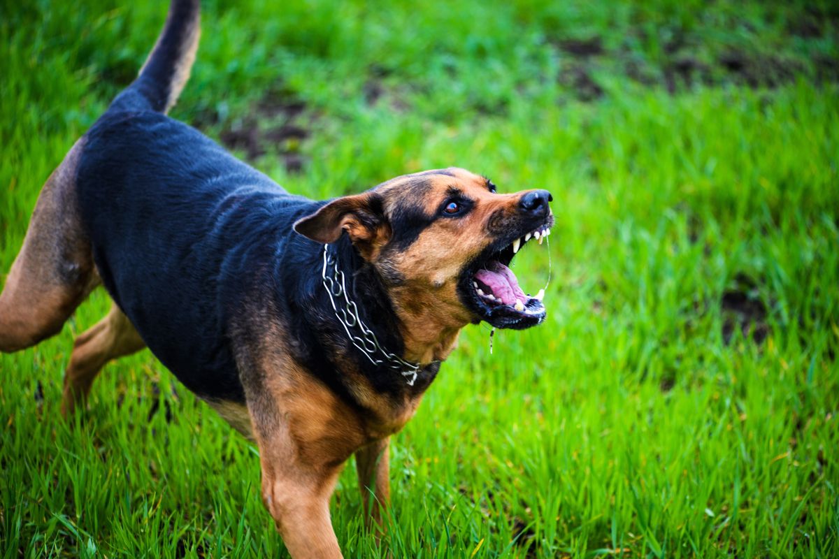 Demandan a un perro por asesinar a un gato en exclusivo sector de Bogotá En octubre del año 2021, un perro de nombre "Milo" atacó a un gato en un exclusivo sector de Bogotá, ataque que derivo en la muerte del felino.