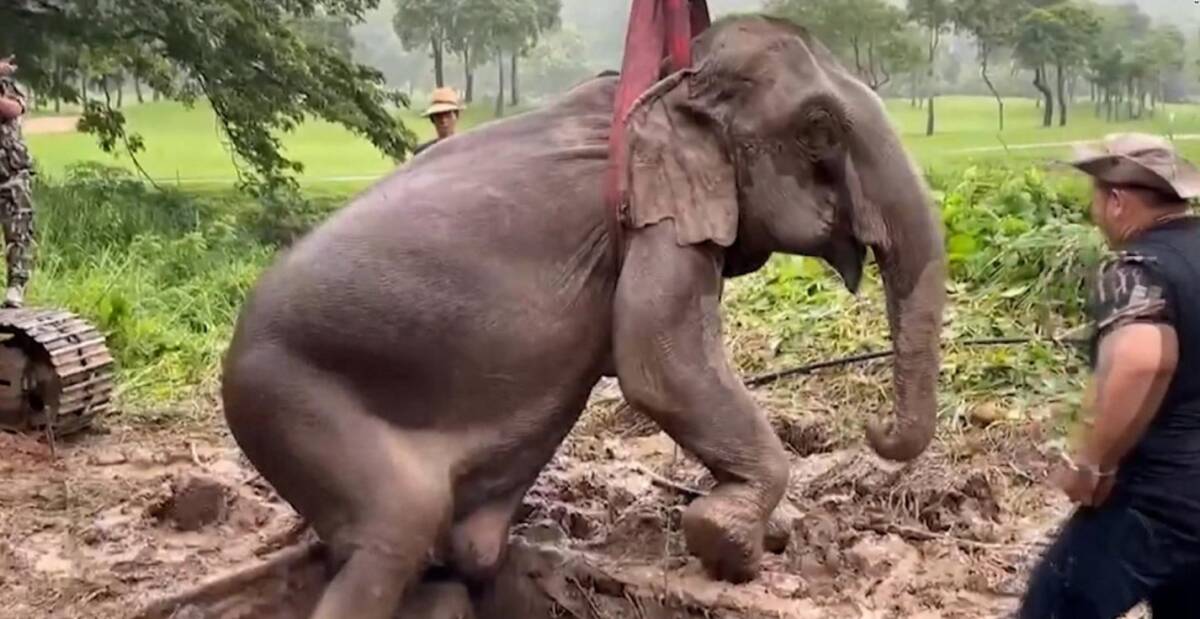 Resucitan a elefanta que se desmayó al intentar sacar a su cría de un pozo Una elefanta y su pequeña cría de apenas un año cayeron a un pozo de drenaje en un parque nacional ubicado en la provincia de Nakhon Nayok en Tailandia.