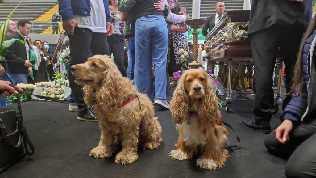 Hasta las mascotas de Darío Gómez fueron a su velorio a despedirlo Hasta las mascotas de Darío Gómez fueron a despedirlo a su velorio, sus dos amigos fieles estuvieron dándole el último adiós al 'Rey del Despecho'.
