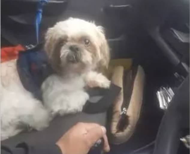 Hombre abandonó a su perrita dentro de un taxi en Suba 8 Hombre abandonó a su perrita dentro de un taxi en Suba Un sujeto que tomó un servicio de taxi y con él llevaba una caja para mascotas cerrada, donde estaba su perrita de raza Shitzu, a quien abandonó dentro del vehículo, al parecer, por ser de avanzada edad.