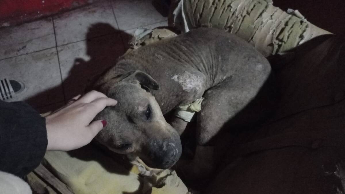 ¡Indignante! Perrita fue torturada en medio de ritual satánico Otro caso de maltrato animal tiene consternados a los ciudadanos, pues no se explican cómo alguien puede causarle tanto daño a una perrita indefensa.