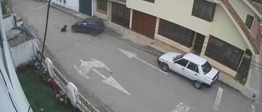 Indignación por conductor que atropelló a un perrito de manera intencional en Cundinamarca 2 Indignación por conductor que atropelló a un perrito de manera intencional en Cundinamarca Un perrito llamado Max, fuer arrollado por un inescrupuloso conductor que al verlo en medio de la vía le paso por encima y lo arrastro 5 metros hasta dejarlo herido en la calle. El hechos sucedió en Sesquilé Cundinamarca.