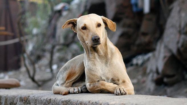 Hombre fue imputado por abandonar a sus perros en una casa El caso ocurrió en el municipio de Ipiales (Nariño) donde el ciudadano Juan Antonio Tapia habría abandonado en una vivienda a dos caninas y uno de los animales había tenido cinco cachorros en el lugar.