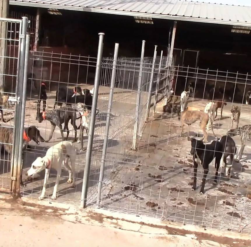 Infame veterinario habría sacrificado perritos para capacitar sobre cirugías en animales El veterinario Julio César Morales y la auxiliar Nathalia Hurtado deberán enfrentarse a un juicio penal por el delito de maltrato animal, porque presuntamente habrían sacrificado perros en condición de calle para dictar capacitaciones sobre cirugías en animales.