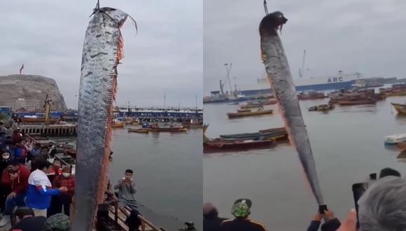 El extraño pez que encontraron en Chile y que le atribuyen un mal presagio 1 El extraño pez que encontraron en Chile y que le atribuyen un mal presagio En redes sociales se ha hecho viral el video de un extraño pez que fue encontrado en el mar de Chile. La criatura marina corresponde a un pez remo, pero su aparición poco común también tiene una leyenda sobre malos presagios.