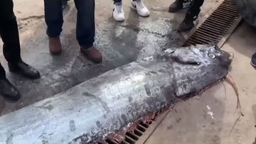 El extraño pez que encontraron en Chile y que le atribuyen un mal presagio 4 El extraño pez que encontraron en Chile y que le atribuyen un mal presagio En redes sociales se ha hecho viral el video de un extraño pez que fue encontrado en el mar de Chile. La criatura marina corresponde a un pez remo, pero su aparición poco común también tiene una leyenda sobre malos presagios.