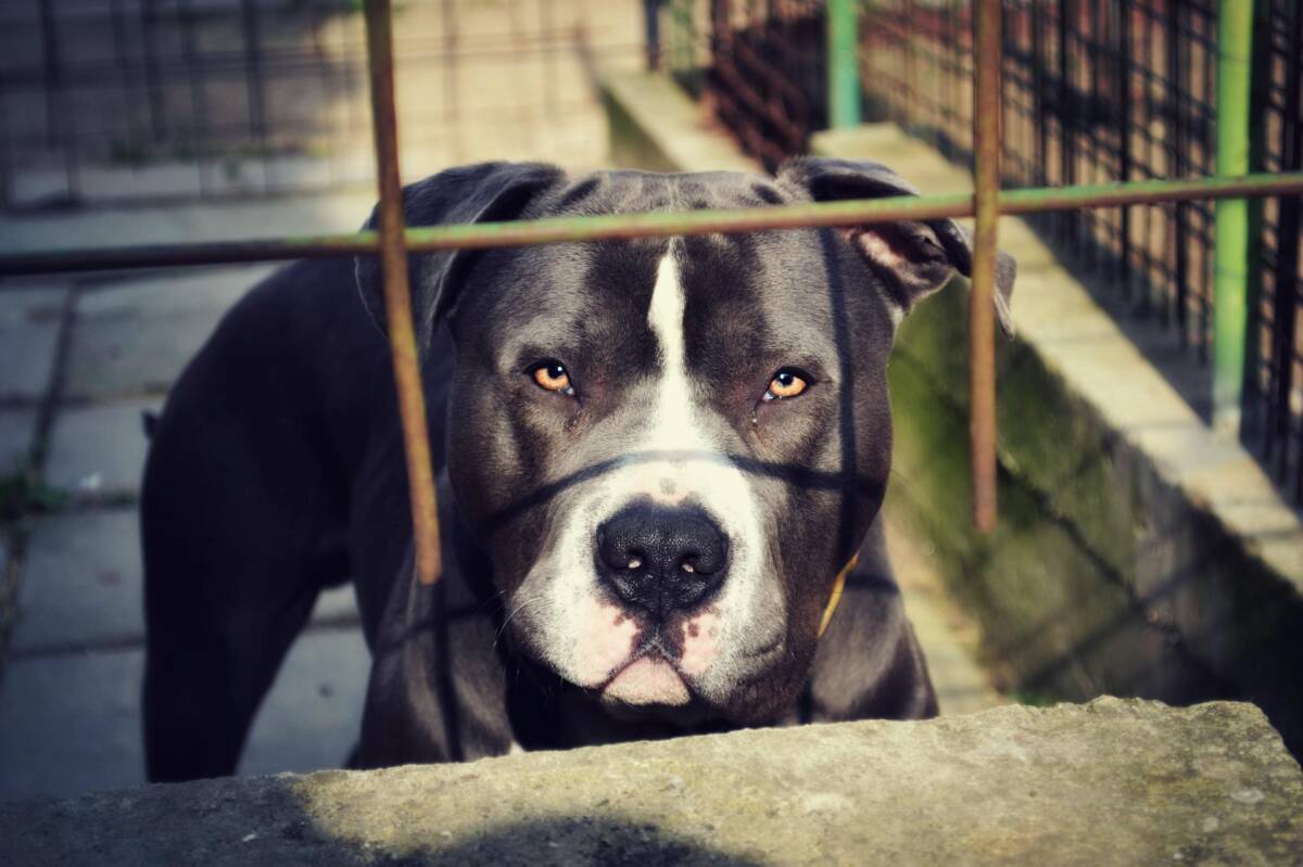 Siete perros asesinaron a un hombre de 71 años Mientras caminaba por la calle, un hombre fue atacado por siete perros de raza pitbull. Freddy García iba caminando para la tienda cuando de un momento a otro fue rodeado por varios perros de raza pitbull, tras el ataque el hombre fue trasladado con vida en helicóptero hasta un centro médico.