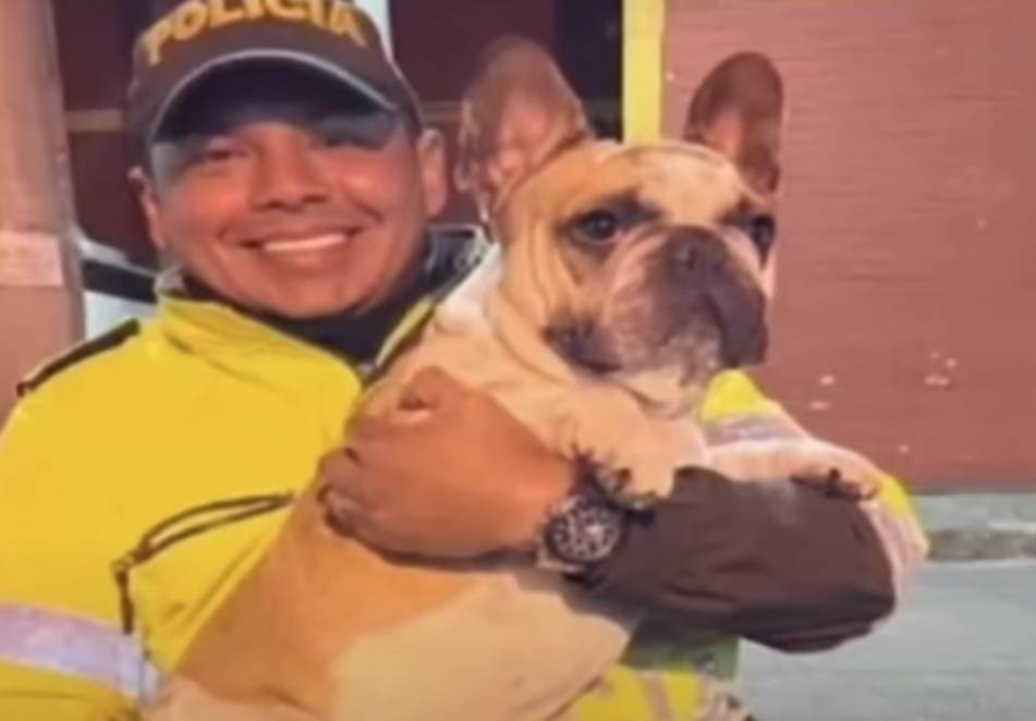 Rescatan a Merlín, un bulldog francés que fue robado en Puente Aranda 3 Rescatan a Merlín, un bulldog francés que fue robado en Puente Aranda Las autoridades lograron rescatar a un perrito de raza bulldog francés que había sido hurtado de manera violenta en la localidad de Puente Aranda.