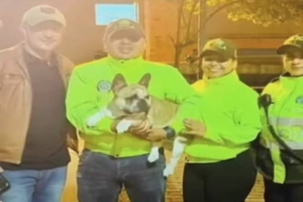 Rescatan a Merlín, un bulldog francés que fue robado en Puente Aranda 5 Rescatan a Merlín, un bulldog francés que fue robado en Puente Aranda Las autoridades lograron rescatar a un perrito de raza bulldog francés que había sido hurtado de manera violenta en la localidad de Puente Aranda.
