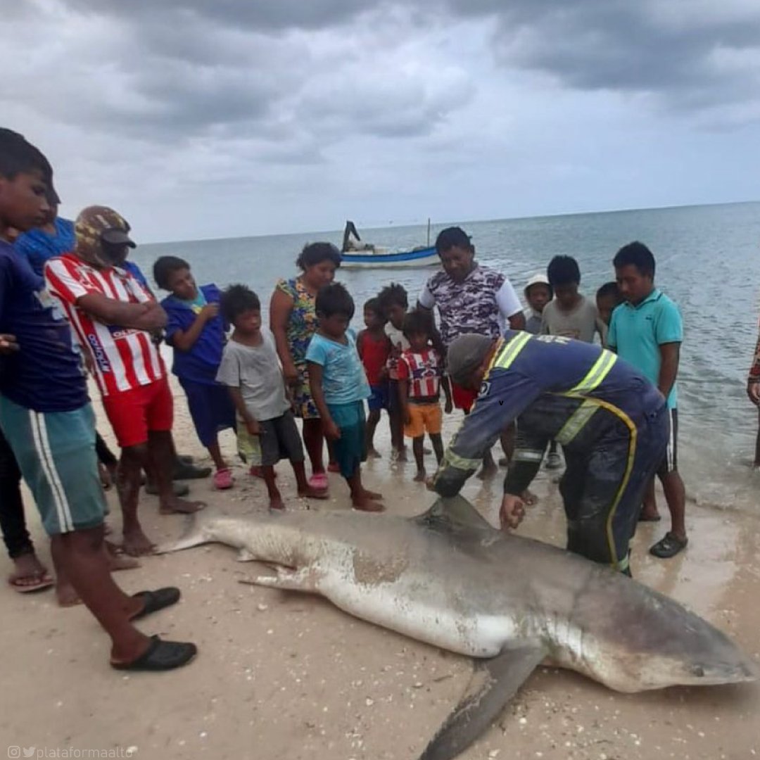 Indignación por sacrificio de un tiburón blanco en la Alta Guajira Recientemente se conoció que pescadores Wayú de la Alta Guajira cazaron a un tiburón blanco y en plena playa fue sacrificado.