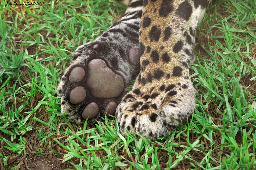 Jaguar asesinó a niño de 10 años 1 Jaguar asesinó a niño de 10 años Un pequeño niño de tan solo 10 años fue brutalmente atacado por un jaguar. Según reportó un medio local de Brasil, el menor fue hallado sin cabeza.
