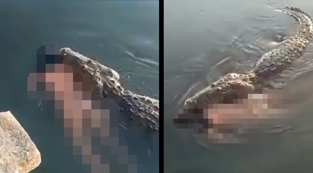 ¡Impactante! Cocodrilo fue grabado mientras llevaba el cadáver de un hombre en su boca Tras un increíble video que se conoció por medio de redes sociales, se registró el desafortunado desenlace de un hombre en la ciudad de Tampico, México, que perdió la vida luego de ser atacado por un cocodrilo mientras nadaba en una laguna.