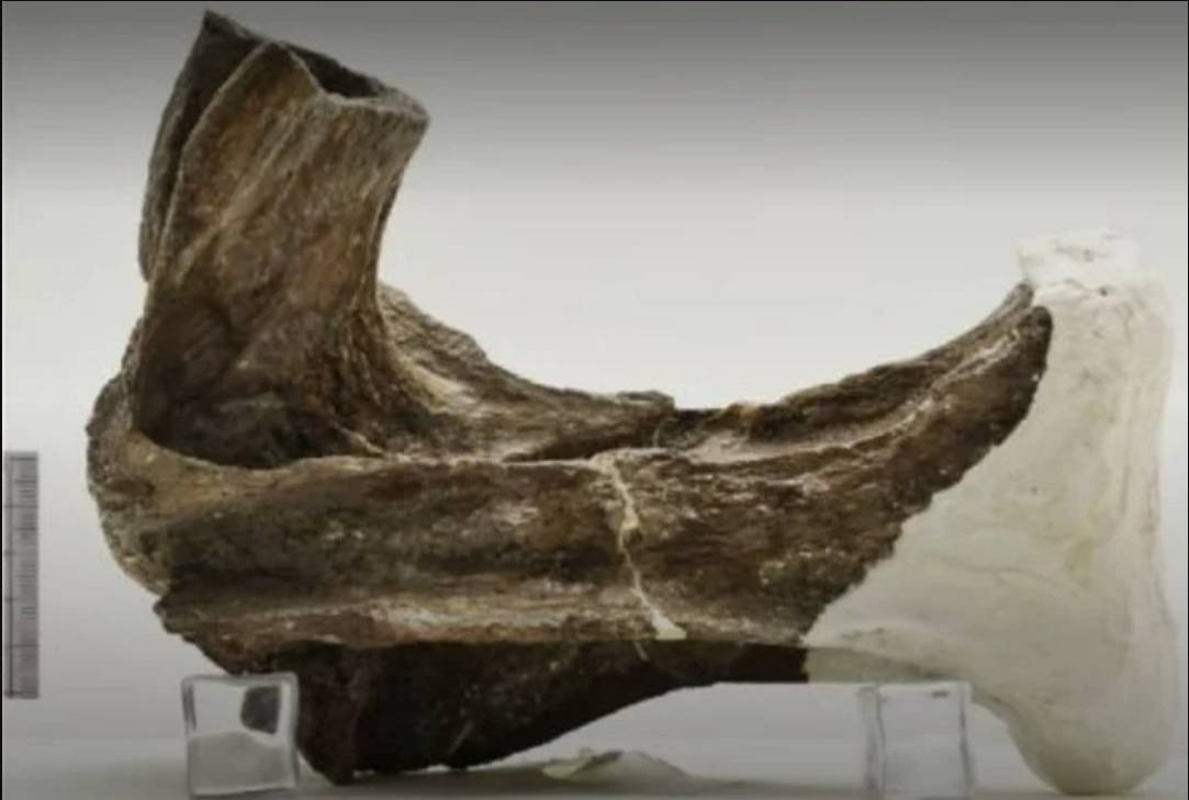Descubren inédito dinosaurio en el país Y es que paleontólogos de la universidad del Norte de Barranquilla pudieron identificar un nuevo espécimen de dinosaurio a nivel mundial.