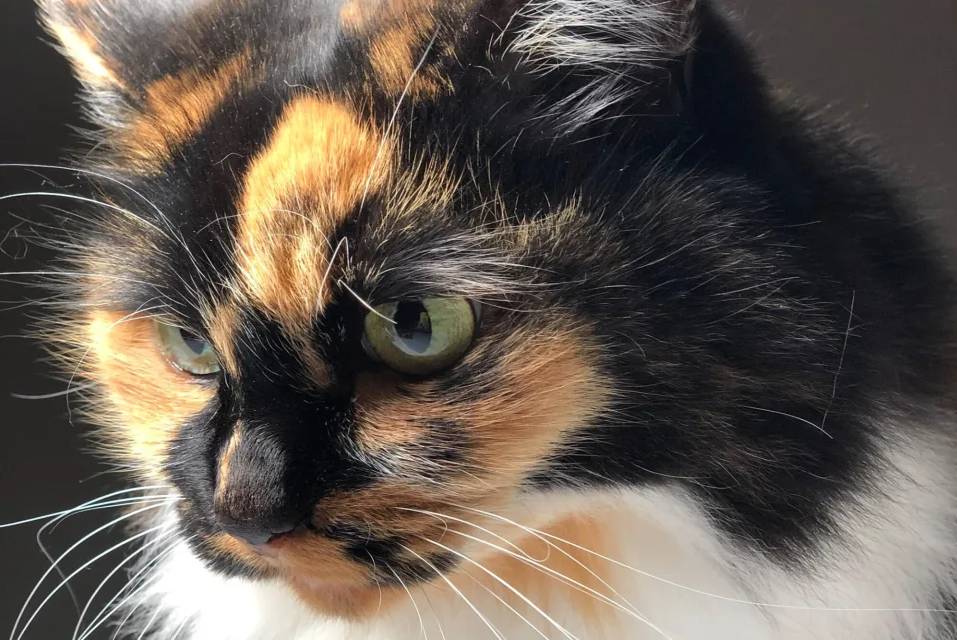 Gata salvó de robo a mano armada a su dueño Para muchos tener un gato puede ser una experiencia increíble y más cuando se trata de uno que puede salvarte de ser robado en tu propia casa. Esto le sucedió a un hombre en Mississippi (Estados Unidos), quien gracias a su gata se salvó de los delincuentes.