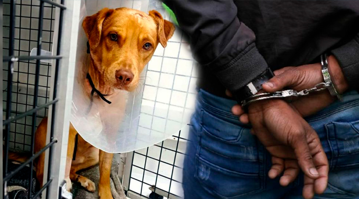 Judicializan a hombre que agredió a un perrito con una pulidora Jesús Miguel Bertel tendrá que responder por ser el presunto agresor de un perro en el municipio de Bello, Antioquia.