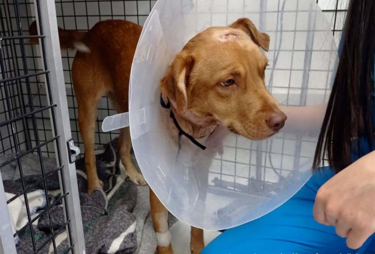 Judicializan a hombre que agredió a un perrito con una pulidora Jesús Miguel Bertel tendrá que responder por ser el presunto agresor de un perro en el municipio de Bello, Antioquia.