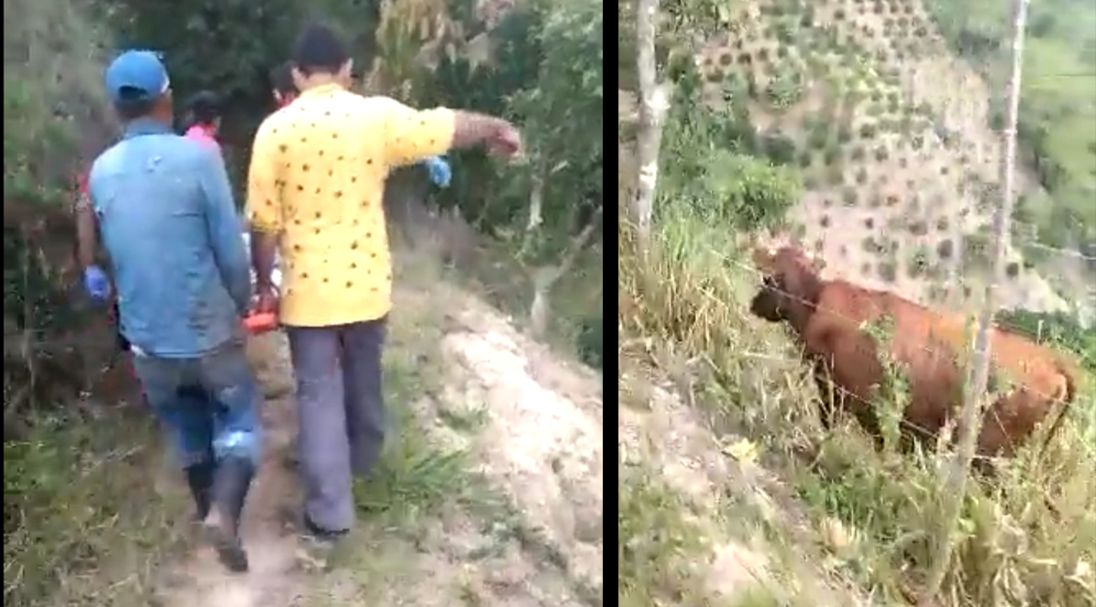 Mujer perdió su bebé por una vaca que le cayó encima El lamentable hecho ocurrió en una zona rural de Bucaramanga, cuando una vaca rodó por la montaña y cayó encima de una mujer embarazada que recogía café, la gravedad del caso hizo que la madre perdiera a su bebé de siete meses de gestación.