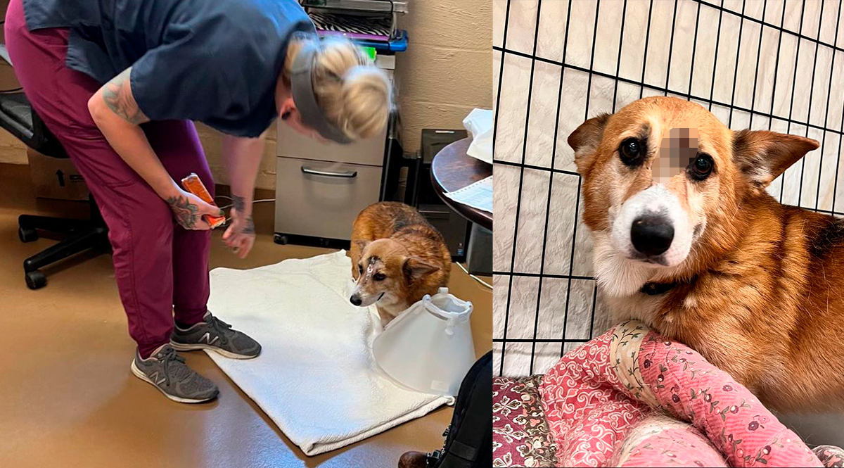 ¡Increíble! Perro sobrevivió a un impacto de bala en la cabeza Gracias a las redes sociales se conoció el milagroso acontecimiento de Arthur, un tierno y pequeño perro estadounidense que sobrevivió luego de ser impactado con arma de fuego.