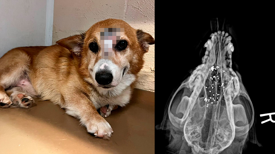 ¡Increíble! Perro sobrevivió a un impacto de bala en la cabeza Gracias a las redes sociales se conoció el milagroso acontecimiento de Arthur, un tierno y pequeño perro estadounidense que sobrevivió luego de ser impactado con arma de fuego.