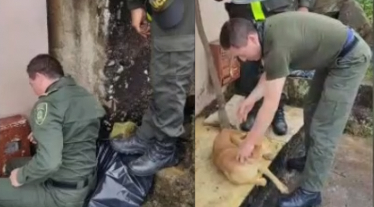 Policías rescataron a perrito que llevaba 5 días atrapado entre dos paredes  Un perrito en estado de abandono intentó pasar por la ranura que hay entre dos casas, pero con muy mala suerte se quedó atorado.