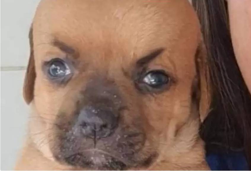 Él es 'Chupete', el pequeño perrito que nadie quiere adoptar por su apariencia 1 Él es 'Chupete', el pequeño perrito que nadie quiere adoptar por su apariencia Por medio de redes sociales se conoció la tierna y peculiar historia de 'Chupete', un perrito casi recién nacido que, por su peculiar aspecto, se ha convertido en toda una sensación en internet.