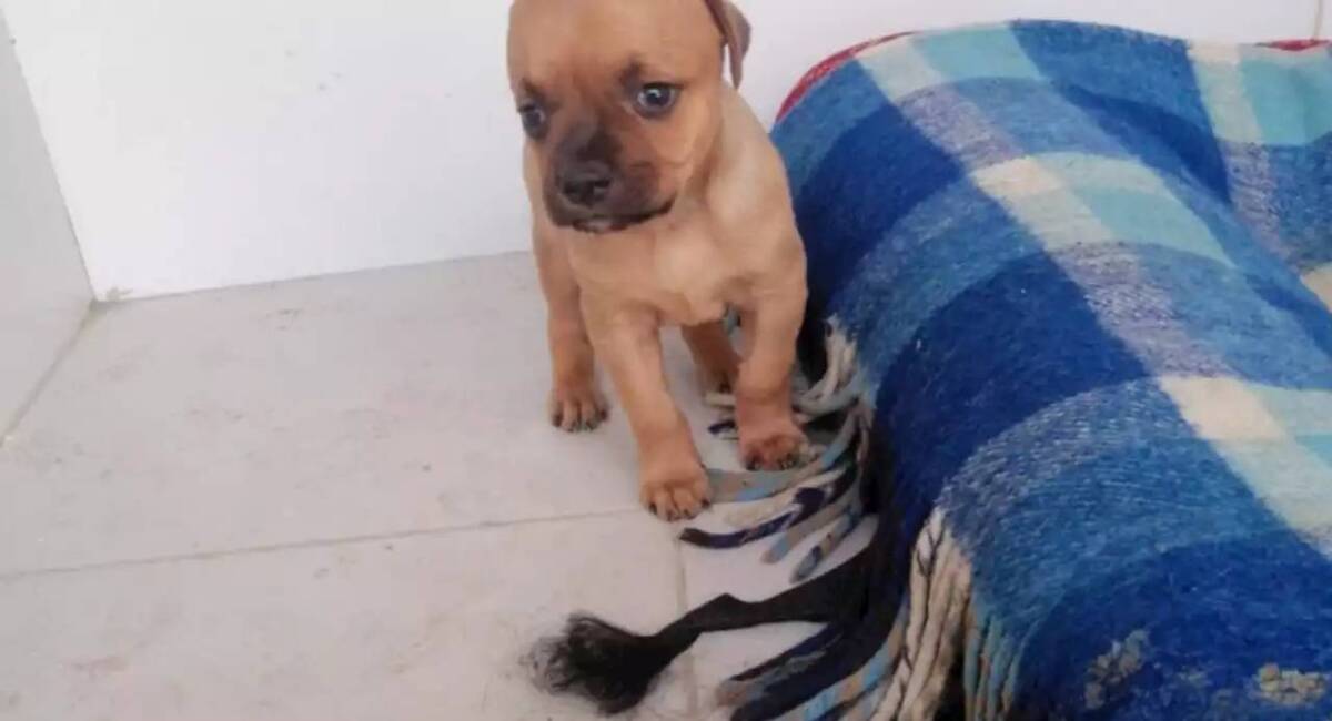 Falleció 'Chupete', el pequeño perrito que nadie adoptaba por su apariencia Hace una semana se conoció la emotiva historia de un pequeño perrito llamado 'Chupete', que por su peculiar aspecto se había convertido en toda una sensación del internet.