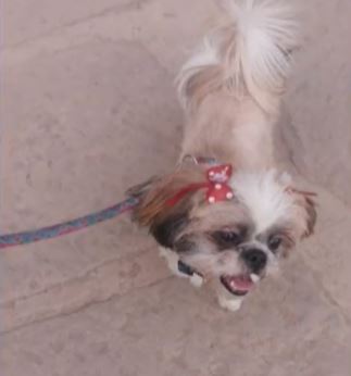 Pillos atracaron una vivienda en Suba y se llevaron a la mascota 3 Pillos atracaron una vivienda en Suba y se llevaron a la mascota Los criminales no se toman ni un día de descanso, esta vez atracaron una vivienda en el barrio Corinto, en la localidad de Suba, donde desocuparon la casa y hasta a la mascota se la llevaron.