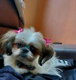 Pillos atracaron una vivienda en Suba y se llevaron a la mascota 2 Pillos atracaron una vivienda en Suba y se llevaron a la mascota Los criminales no se toman ni un día de descanso, esta vez atracaron una vivienda en el barrio Corinto, en la localidad de Suba, donde desocuparon la casa y hasta a la mascota se la llevaron.