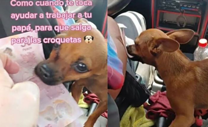 Perrita es quien cobra las carreras de un taxi 8 Perrita es quien cobra las carreras de un taxi En la red social TikTok se volvió viral un video donde se ve a una perrita cobrar el pasaje del taxi y darle el dinero a su amo.