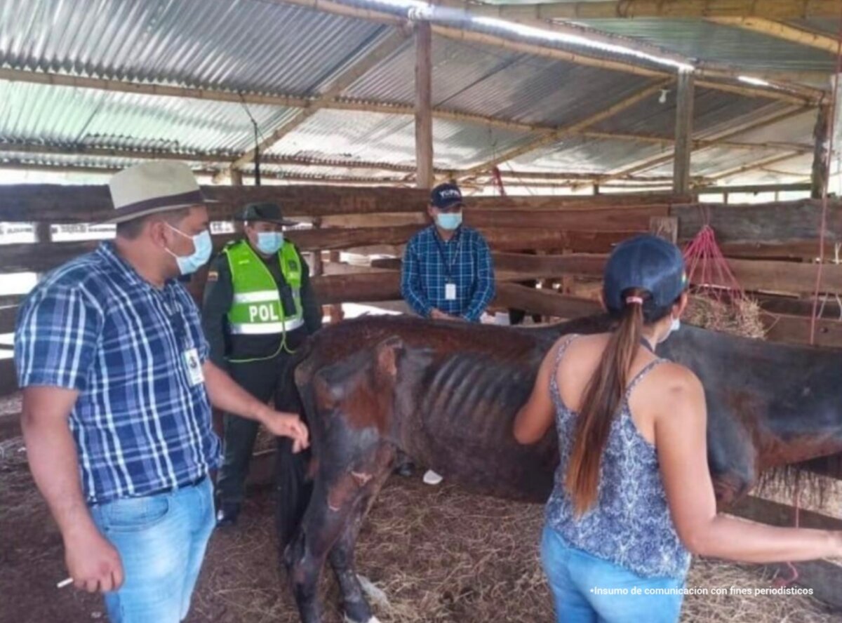 Fiscalía judicializó a personas que dejaron en abandono caballos a su cargo 1 Fiscalía judicializó a personas que dejaron en abandono caballos a su cargo Dos hombres, en casos aislados, fueron imputados con los delitos de maltrato animal por someter a caballos, que se encontraban a su cargo, a condiciones deplorables como deterioro nutricional.