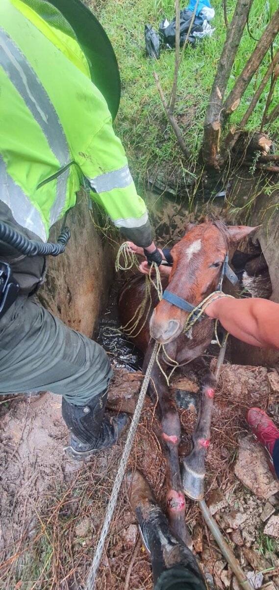 Rescatan a caballo que cayó dentro de una alcantarilla en Monserrate 1 Rescatan a caballo que cayó dentro de una alcantarilla en Monserrate En la localidad de Santa Fe, sobre la Avenida Circunvalar sentido norte-sur, en la parte baja de Monserrate, la Policía de Carabineros fue abordada por un campesino que angustiado les indicó que su caballo había caído dentro de una alcantarilla y necesitaba ayuda para sacarlo.