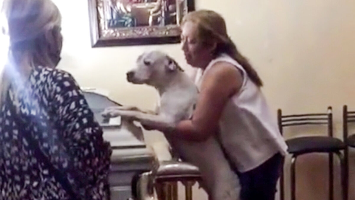 Conmovedor video de una perrita que lloró en funeral de su amo Hay quienes todavía piensan que los animales no tienen sentimientos, pero esto está más que comprobado que no es cierto, pues cada vez son más historias conmovedoras de este tema que le dan la vuelta al mundo y que le ablandan el corazón al más duro. Tal es el caso de Wanda, una perrita que se ha hecho viral en Tik Tok, luego de su conmovedora reacción en el funeral de su dueño.