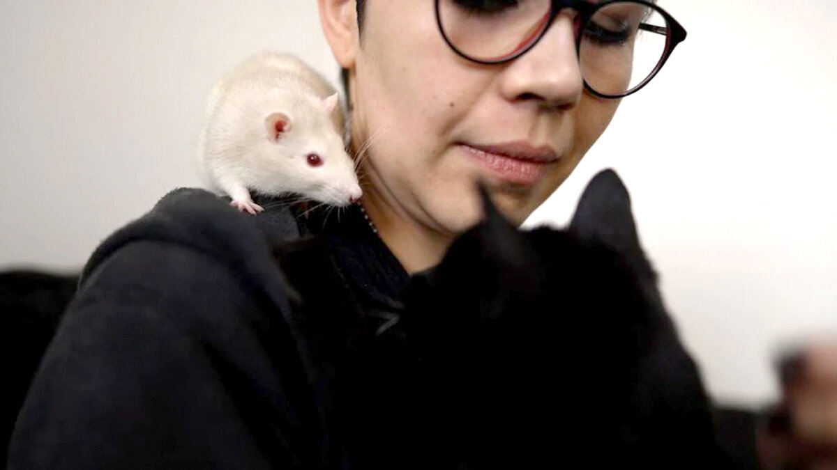 El increíble amor de una mujer por las ratas: ha rescatado a 6 mil Muchas personas siente asco y repulsión por las ratas, pero hay personas como Jimena Ortega, una mujer en Argentina que a lo largo de 6 años ha rescatado a unas 6 mil ratas de laboratorios. Claro que su amor por ellas no termina allí, pues hasta ha adoptado a 20 de ellas.