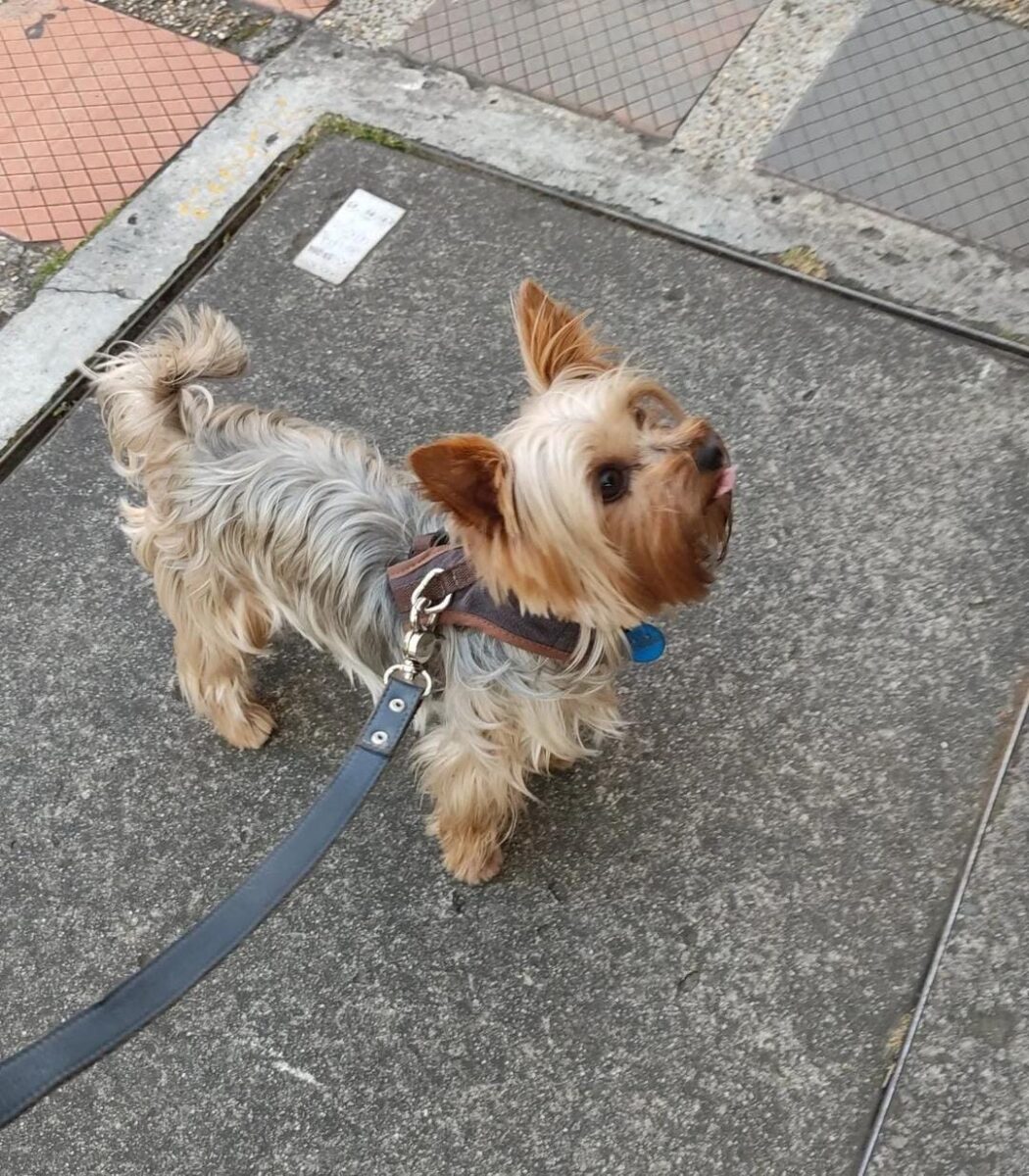 Familia denuncia negligencia en el cuidado de su mascota en colegio canino de Bogotá A través de las redes sociales, una familia ha estado denunciando negligencia en el cuidado de su mascota, por parte de un colegio canino en la ciudad de Bogotá, donde tenían a su perrito que resultó lesionado de gravedad en uno de sus ojos.